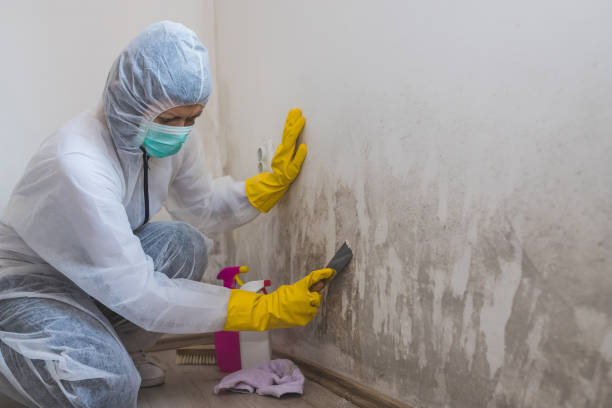 Best Post-Construction Mold Inspection  in Austell, GA