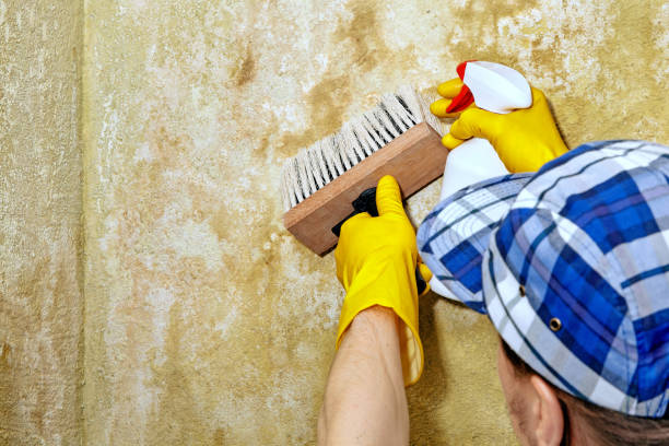 Best Mold Removal for HVAC Installations  in Austell, GA