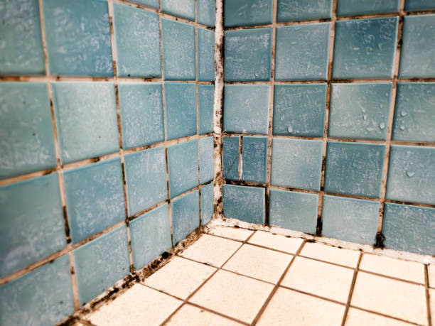 Best Basement Mold Removal  in Austell, GA