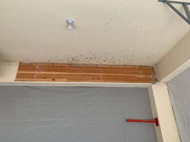 Best Air Quality Testing for Mold Spores  in Austell, GA