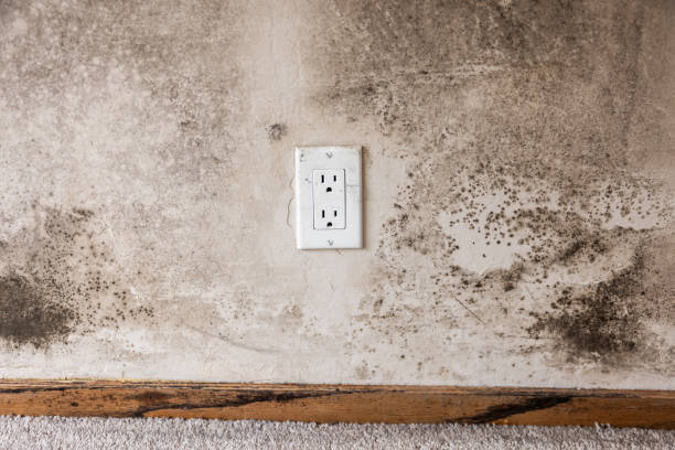 Best Mold Damage Restoration  in Austell, GA