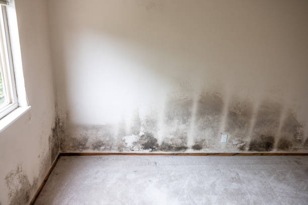 Best Attic Mold Removal  in Austell, GA