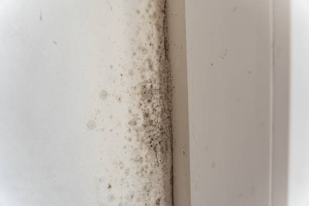  Austell, GA Mold Removal Pros