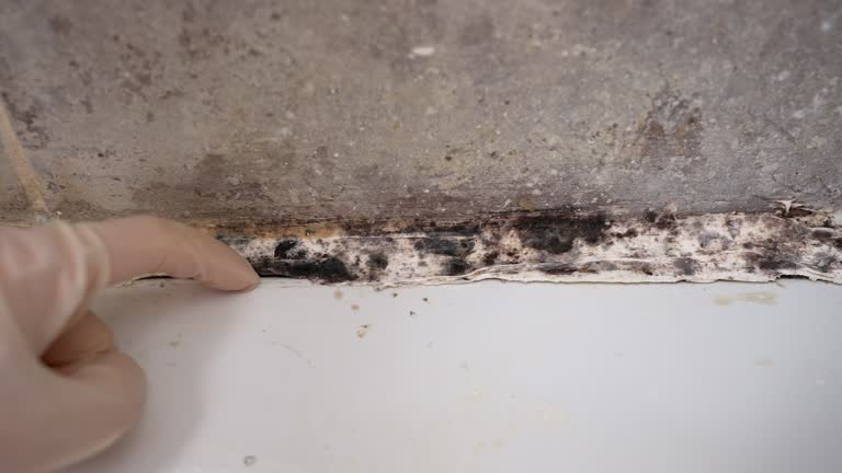 Best Mold Prevention Services  in Austell, GA