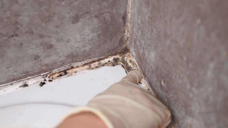 Trusted Austell, GA Mold Removal Experts